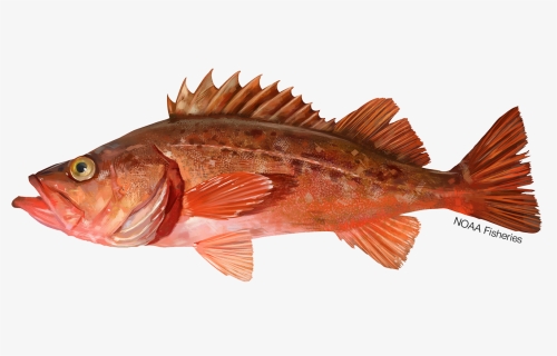 Illustration Of A Bocaccio Rockfish - Bocaccio Rockfish, HD Png Download, Transparent PNG