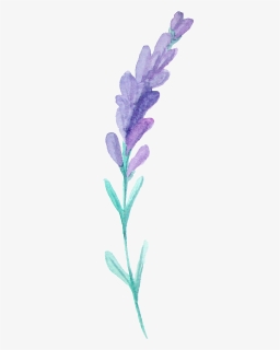 This Graphics Is Hair Flower Branches Transparent Decorative - Lavandula Dentata, HD Png Download, Transparent PNG