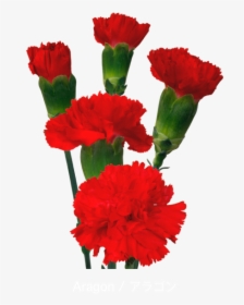 Colibri Flowers Minicarnation Aragon, Grower Of Carnations, - Flower Carnations Png, Transparent Png, Transparent PNG