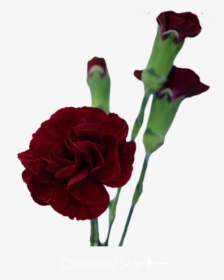 Spray Of Burgundy Carnations, HD Png Download, Transparent PNG