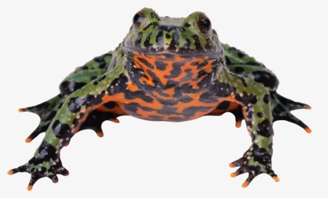 Frog Png - Fire Bellied Toad Transparent, Png Download, Transparent PNG