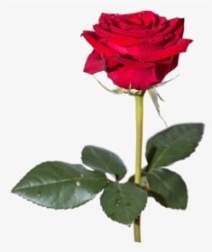Transparent Rose Bouquet Clipart - Original Rose Flower Png, Png Download, Transparent PNG