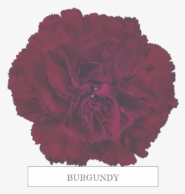 Burgundy - Carnation, HD Png Download, Transparent PNG