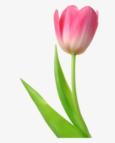 Tulip Png, Transparent Png, Transparent PNG