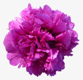 Red Purple Flowers Png, Transparent Png, Transparent PNG