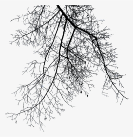Winter Tree Branch Png, Transparent Png, Transparent PNG