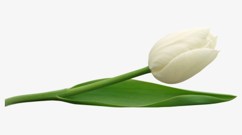 White Tulip Png, Transparent Png, Transparent PNG