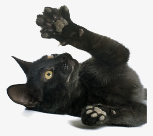 Cat Paws Png - Black Cat Paw Png, Transparent Png, Transparent PNG