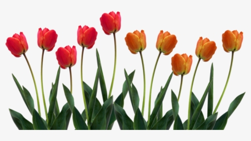 Tulip Png Images Clipart - Tulips Clipart, Transparent Png, Transparent PNG