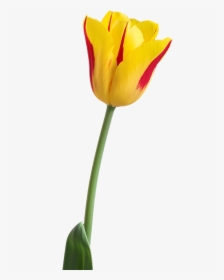 Tulip Flower Hd Png, Transparent Png, Transparent PNG