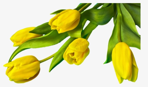 Free Yellow Easter Tulips Png Image - Yellow Tulip Flower Png, Transparent Png, Transparent PNG