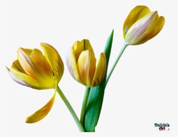 Transparent Tulip Flower Clipart - Tulip, HD Png Download, Transparent PNG