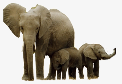 African Elephant Hwange National Park Asian Elephant - Strong Herbivores, HD Png Download, Transparent PNG