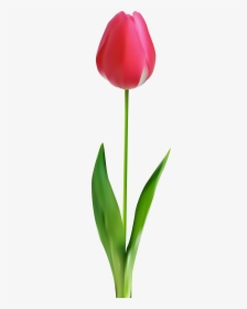 Tulip Png Clip Art - Lily Family, Transparent Png, Transparent PNG