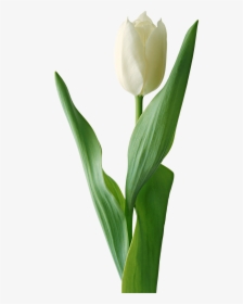 Transparent Tulips Png - White Tulip Flower Png, Png Download, Transparent PNG