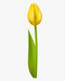 Yellow Tulip Clipart No Background, HD Png Download, Transparent PNG