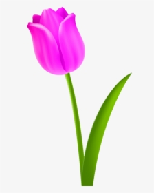 Flower Clipart Tulip Petal - Clipart Of Tulip Flower, HD Png Download, Transparent PNG