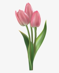 Tulip Transparent Easter - ดอก ทิว ลิ ป ภาพ วาด, HD Png Download, Transparent PNG