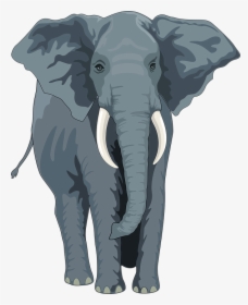 Elephant, Animal, Trunk, Tusks, Wild, Nature, Wildlife - Elephant Front View Clipart, HD Png Download, Transparent PNG