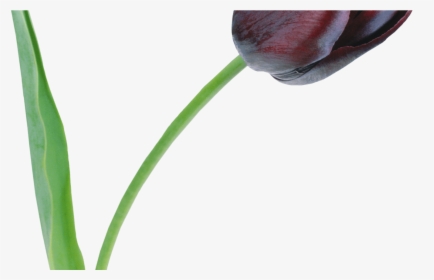 Large Black Tulip Png Clipart Flower Tulip Pinterest - Rose, Transparent Png, Transparent PNG