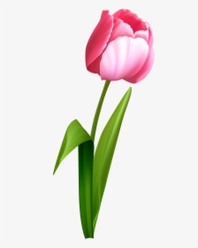 Transparent Pink Roses Clipart - Transparent Background Tulip Png, Png Download, Transparent PNG