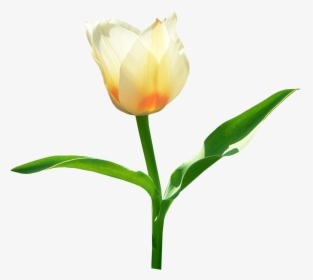 Single White Tulip - Transparent Tulip Png, Png Download, Transparent PNG
