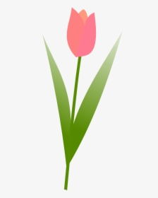 Tulip Flower Valentine 555px - Tulip, HD Png Download, Transparent PNG