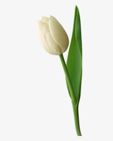 White Tulip Png Image, Transparent Png, Transparent PNG