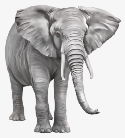 Transparent Background Elephant Png, Png Download, Transparent PNG