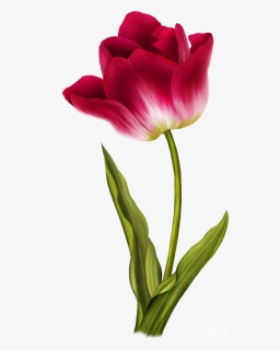 Tulip Png Image - Flower Color Pencil Drawing, Transparent Png, Transparent PNG