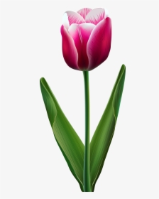Tulip Flower Clip Art - Transparent Tulip, HD Png Download, Transparent PNG