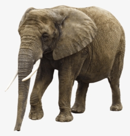 Girl Trampled By Elephant, HD Png Download, Transparent PNG