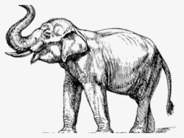 Transparent Elephant Clipart - Elephants Drawing, HD Png Download, Transparent PNG