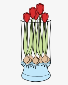 Tulips-faq - Save Tulip Bulbs Grown In Water, HD Png Download, Transparent PNG