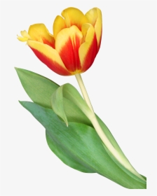 Transparent Orange Tulip Png, Png Download, Transparent PNG