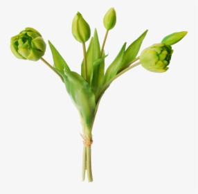 Green Tulips, HD Png Download, Transparent PNG