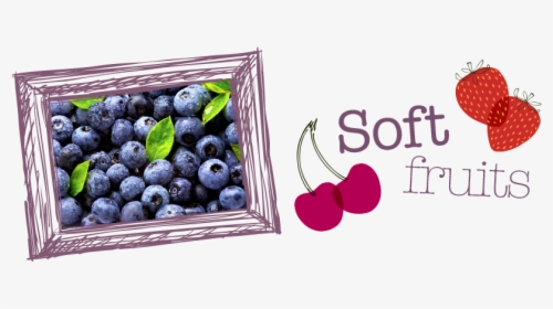 Soft-fruits - Bilberry, HD Png Download, Transparent PNG