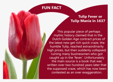 Tulip Feaver Fun Fact - Marsh & Parsons, HD Png Download, Transparent PNG