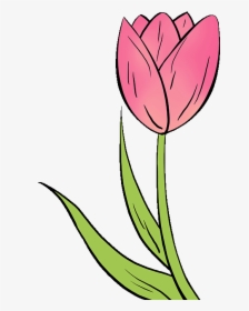How To Draw Tulip - Easy Tulip Flower Drawing, HD Png Download, Transparent PNG