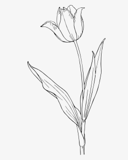 Tulip Clip Arts - Tulip Flower Line Drawing, HD Png Download, Transparent PNG