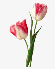 Tulip Png Free Download - Tulip Png, Transparent Png, Transparent PNG