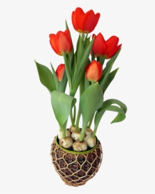 Tulip Flower In Pot - Flower In A Pot Png, Transparent Png, Transparent PNG