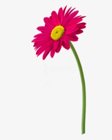 Real Flowers Png - Flower With Pot Png, Transparent Png, Transparent PNG