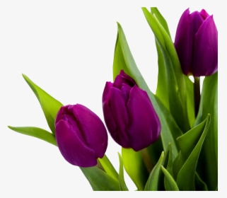 Tulip Png Image - High Resolution Tulip Flower, Transparent Png, Transparent PNG