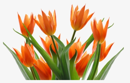 Tulips Spring Flower Free Picture - Transparent Background Orange Flowers Png, Png Download, Transparent PNG