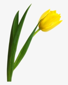 Tulip Png Image - Yellow Tulip Png, Transparent Png, Transparent PNG