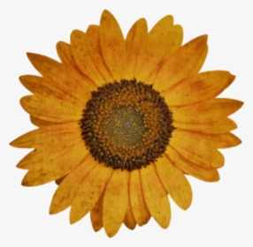 Flower Flowers Png Freetoedit Sticker Cute Aesthetic - aesthetic roblox edits sunflower