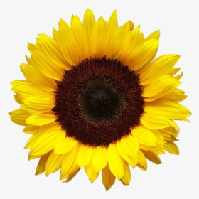Aesthetic Sunflower Png Photo - Transparent Background Transparent Sunflower, Png Download, Transparent PNG