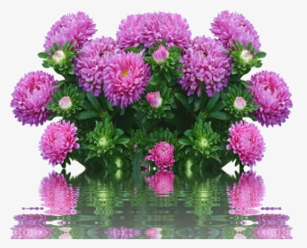 Asters Autumn Flowers Purple Free Picture - Flowers Autumn, HD Png Download, Transparent PNG