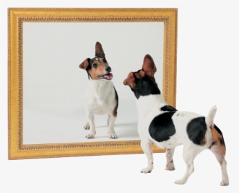 Cachorros Se Identificam Em Um Espelho - Dog And Mirror, HD Png Download, Transparent PNG